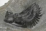 Coltraneia Trilobite Fossil - Huge Faceted Eyes #216510-2